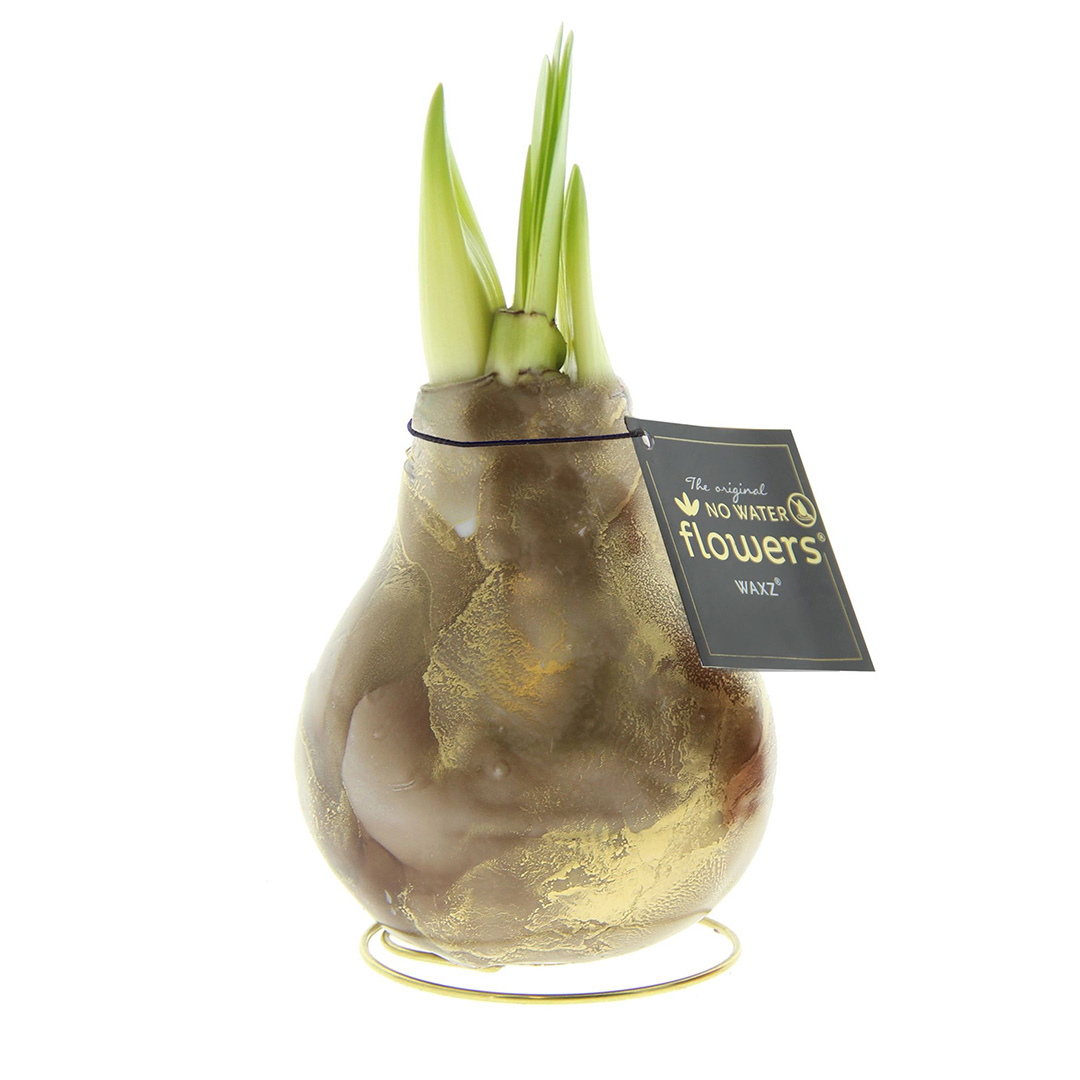 Wax Amaryllis Univerz Bruin