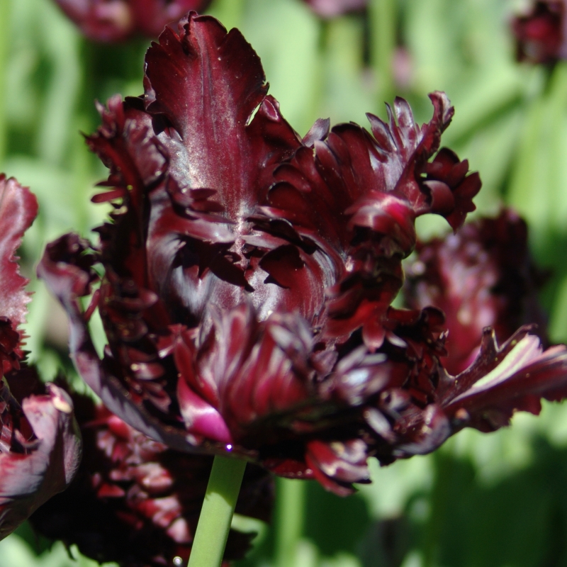 Tulp Black Parrot