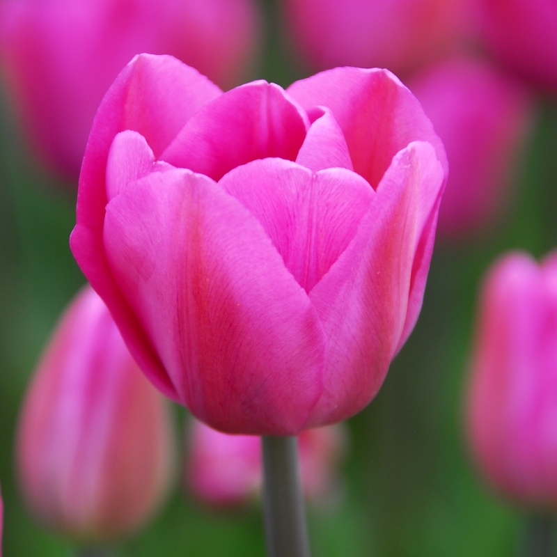 Tulp Don Quichotte