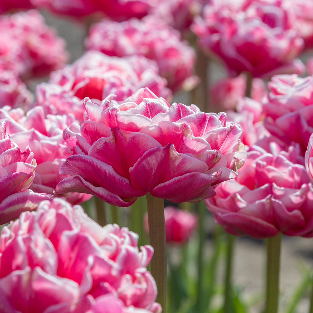 Tulipa Let's Dance
