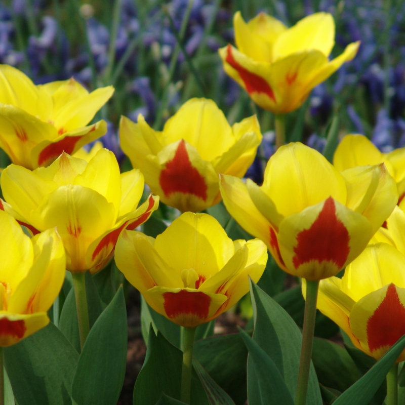 Tulp Stresa