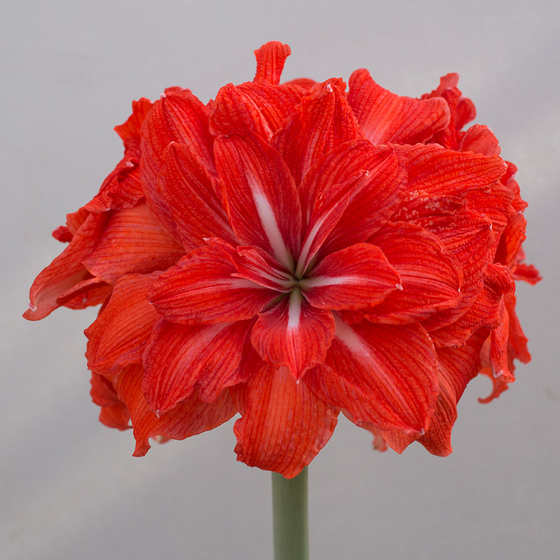 Amaryllis Double Circus®