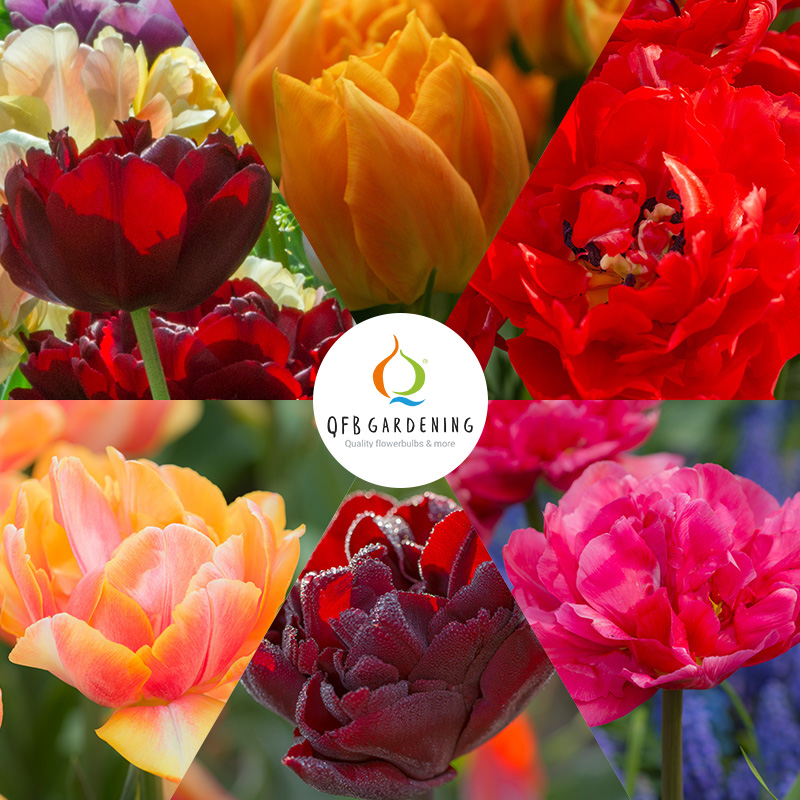 Bloembollenpakket Dubbele Tulpen II