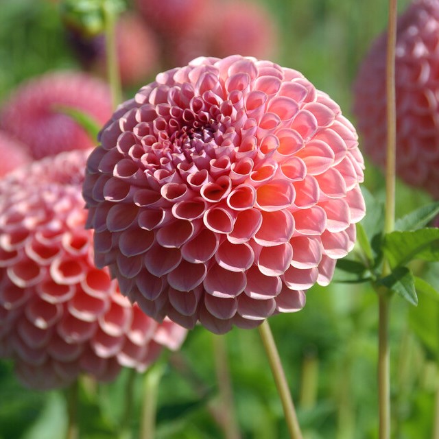 Dahlia Jowey Winnie