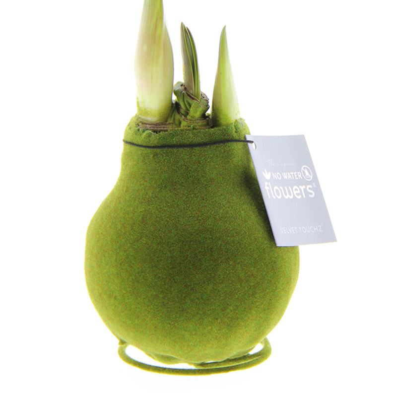 Wax Amaryllis Velvet Touchz Mosgroen