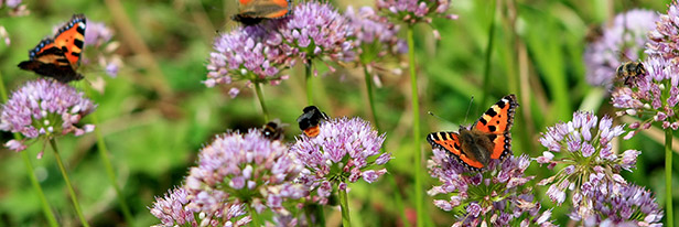 Bij-en-Vlinderlokkend-menu