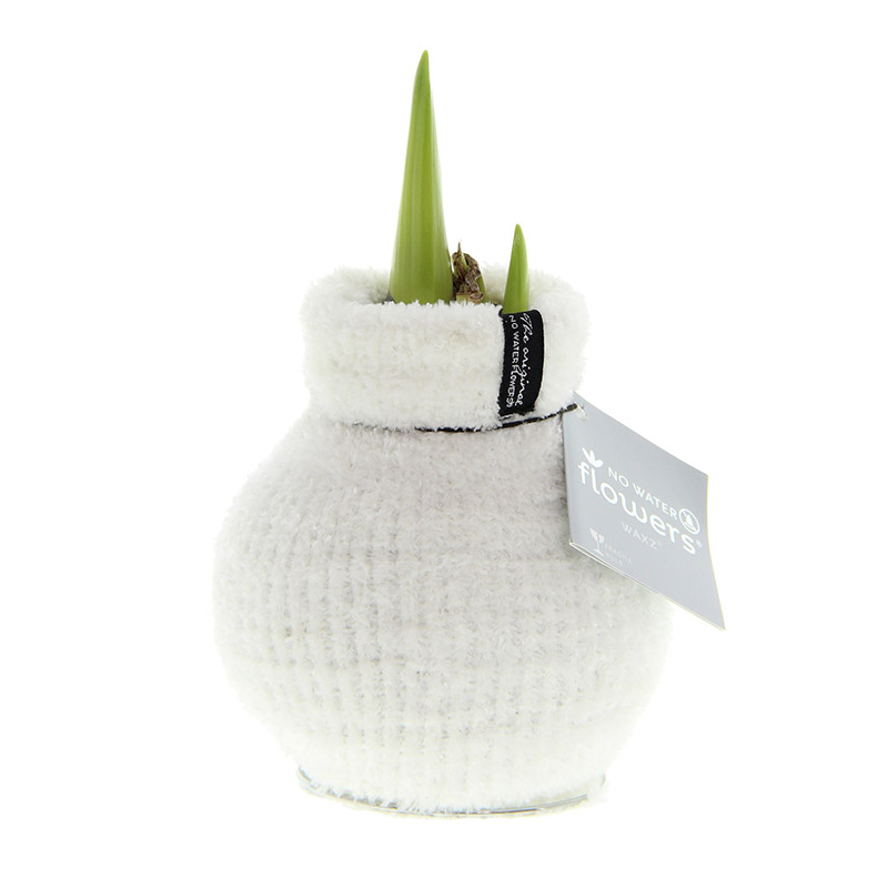 Wax Amaryllis Fashionz Cozy Fluffy Wit