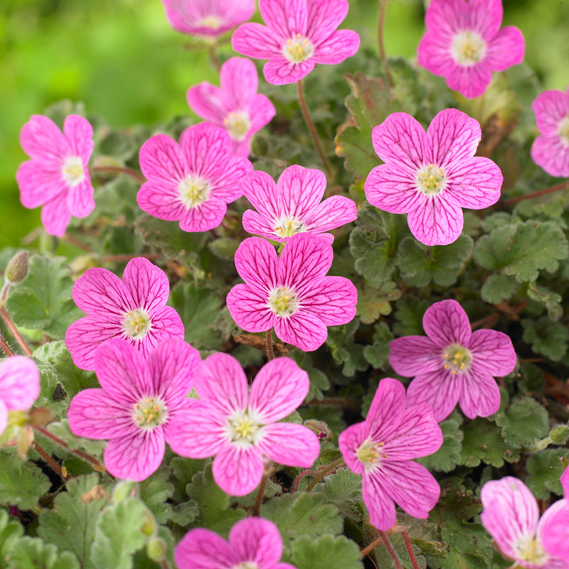 Erodium var. 'Bishop's Form'