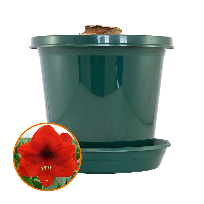 Amaryllis Red Lion op pot in geschenkdoos
