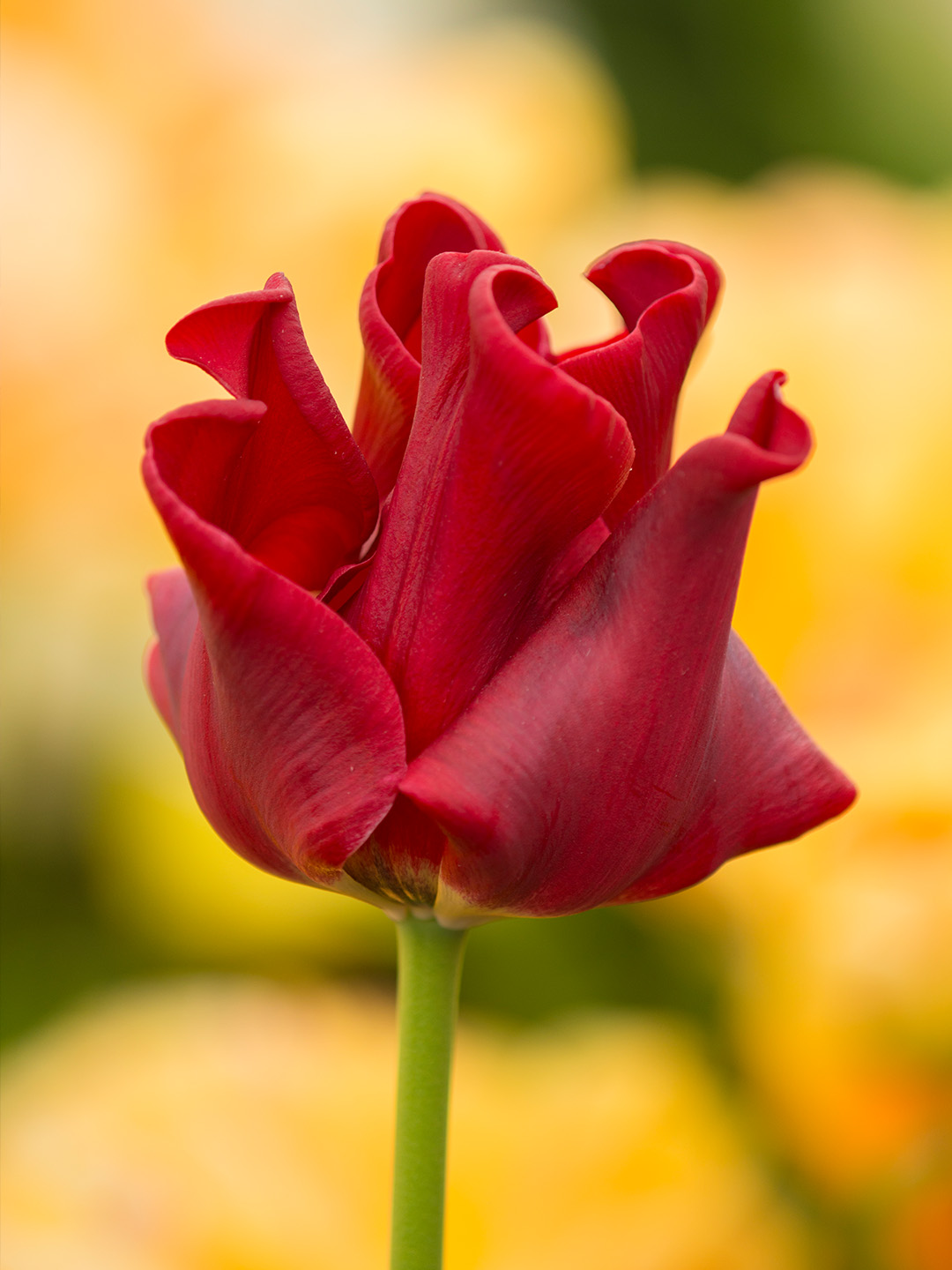 Tulipa-Red-Dress