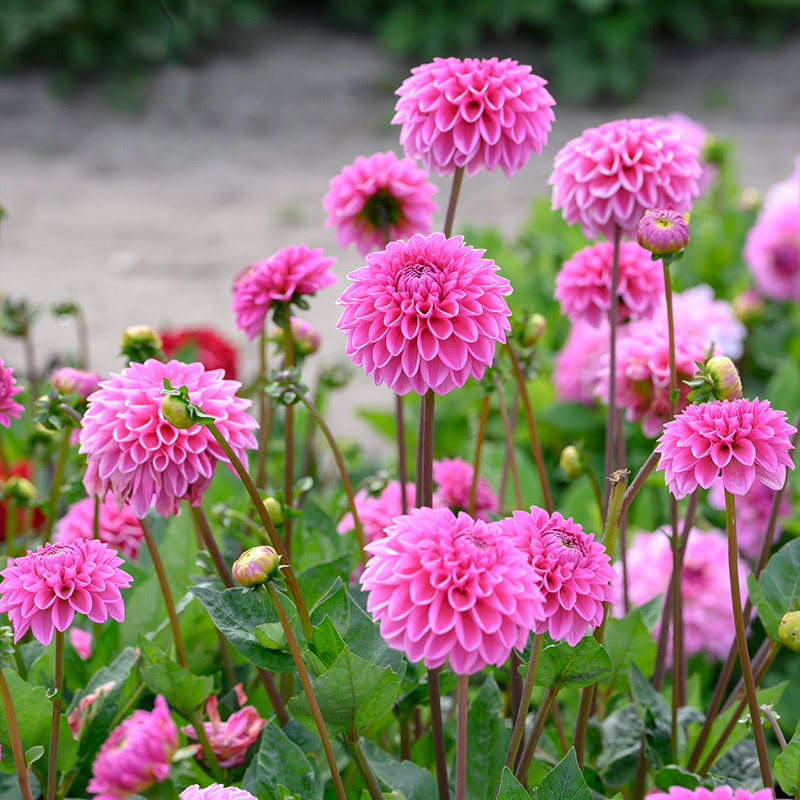 10880-Dahlia-Stolze-von-Berlin-02