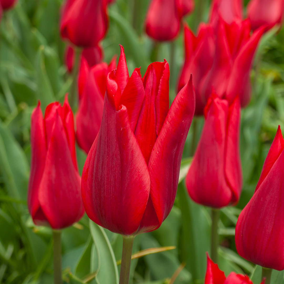 Tulp Pieter de Leur