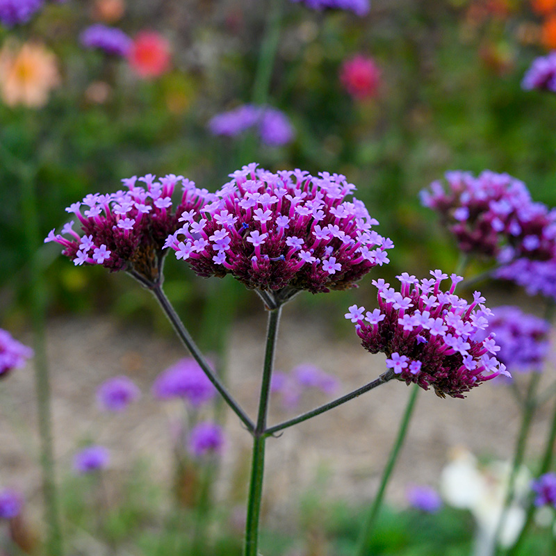 Verbena bonariensis