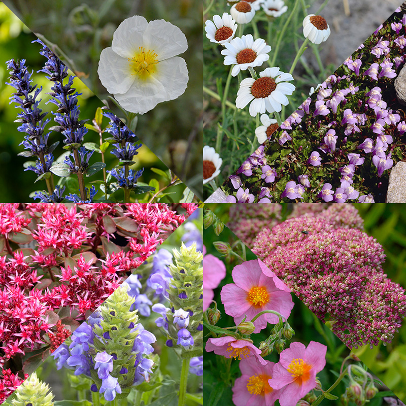 Borderpakket Rots en Alpineplanten