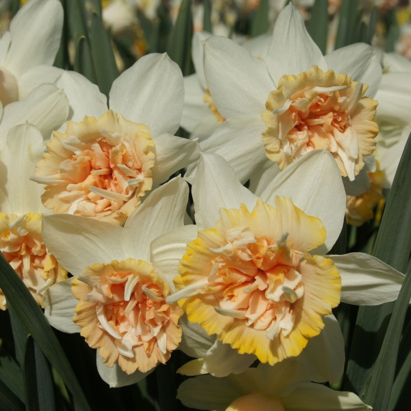 Narcissus Petit Four