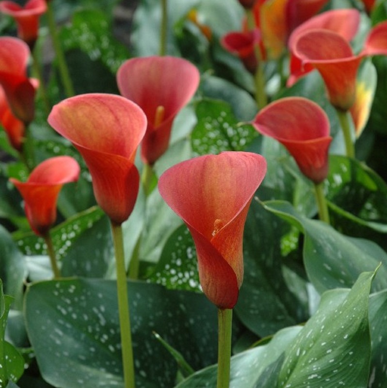 Zantedeschia Red Charm®
