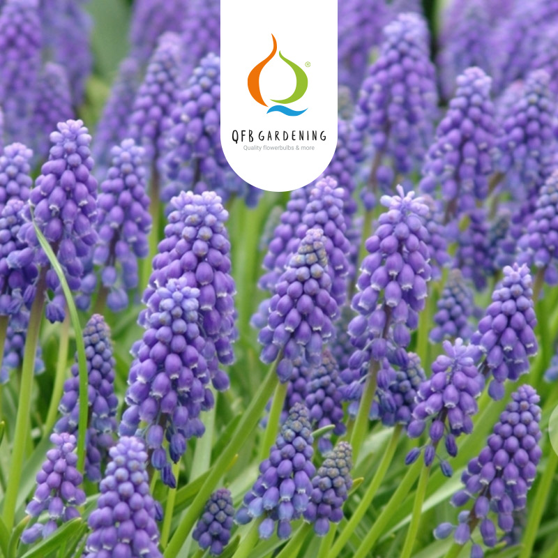 Grootverpakking Muscari armeniacum