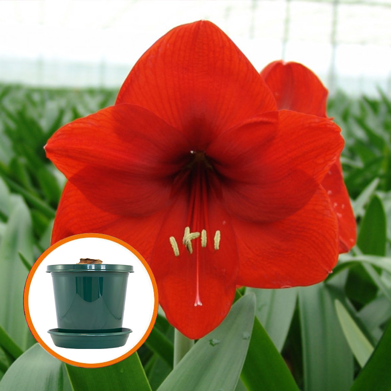 Amaryllis Red Lion op pot in geschenkdoos