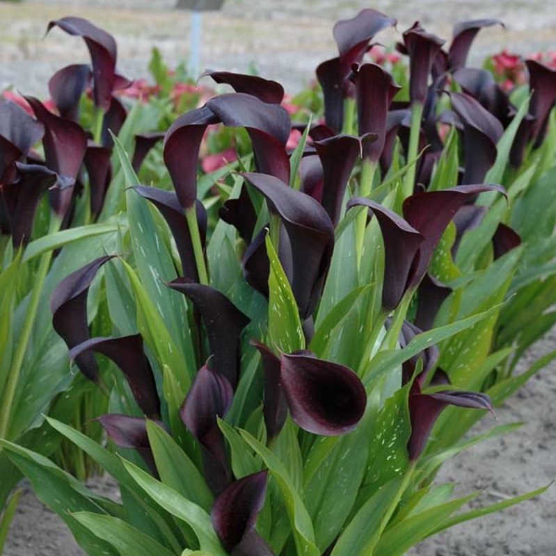 Zantedeschia Odessa®