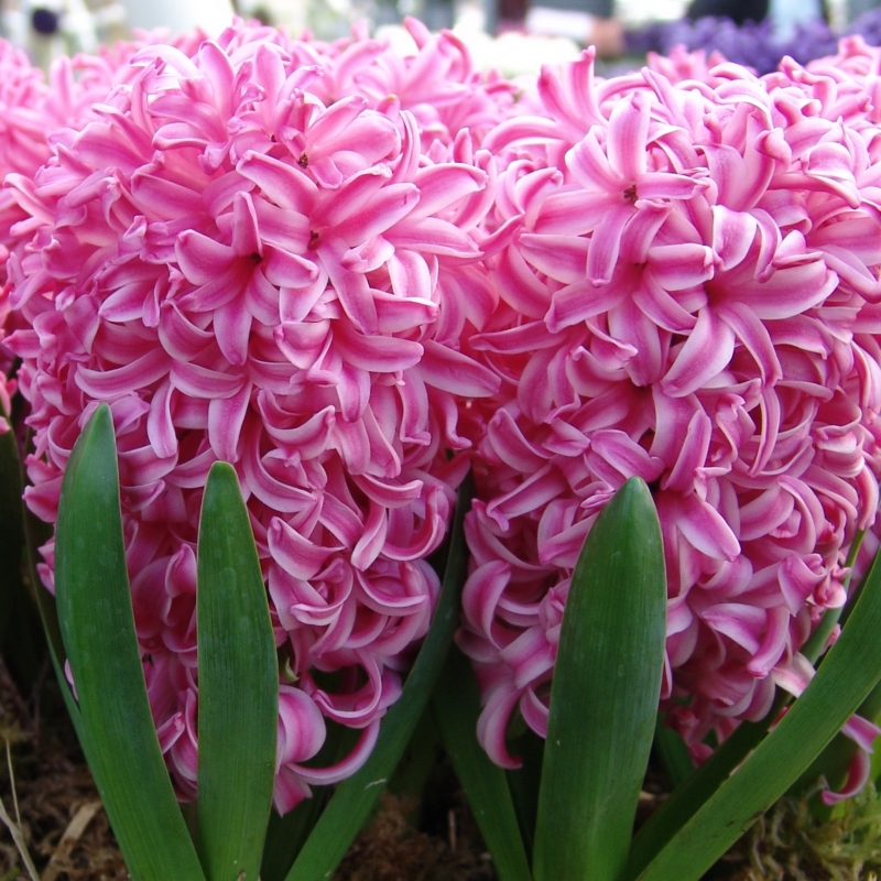 Hyacint Pink Pearl
