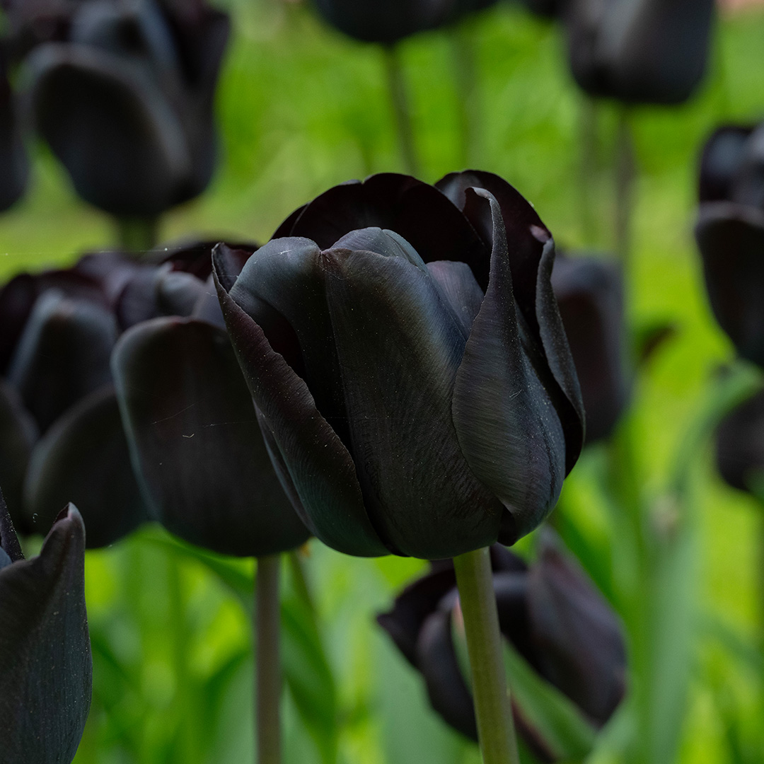 Tulp Nightwish