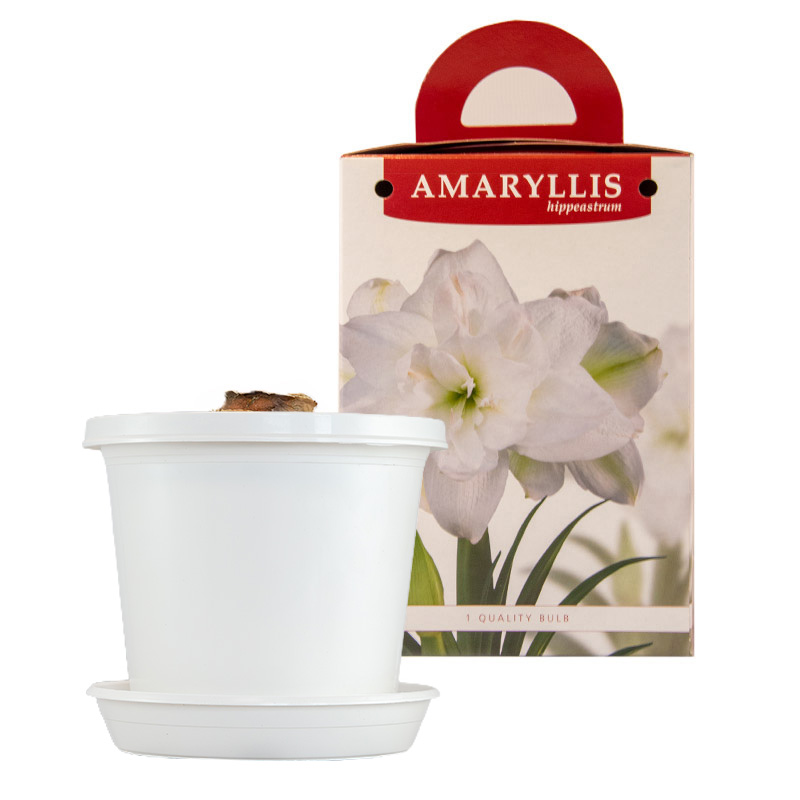 Amaryllis Marilyn® op pot in geschenkdoos