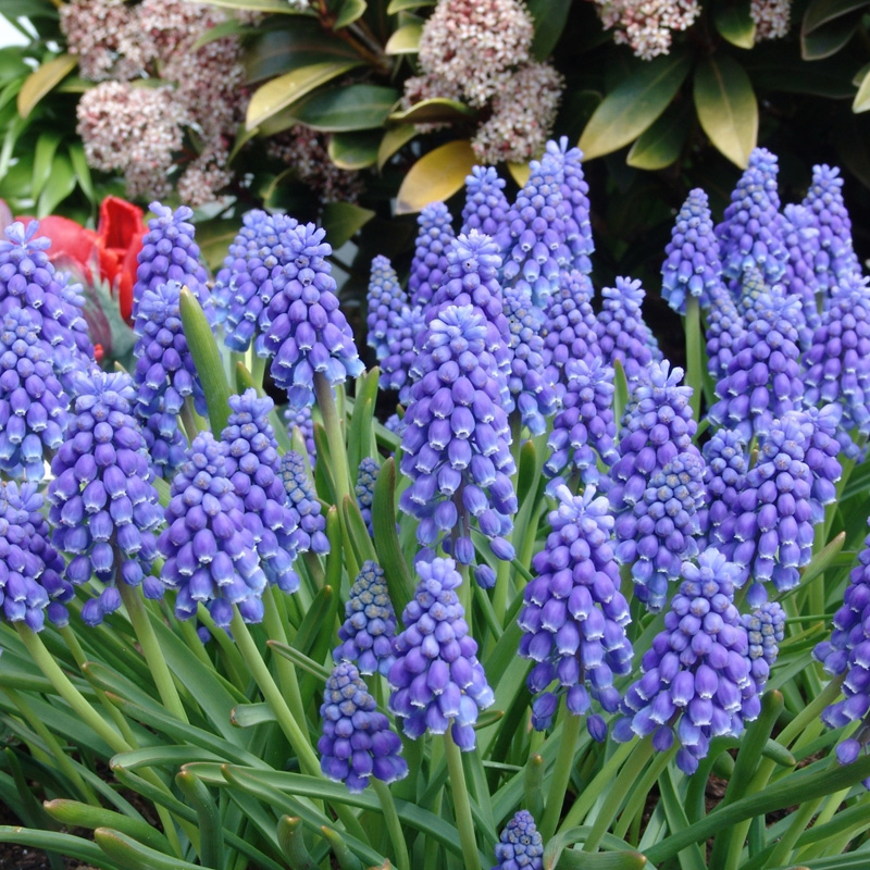 6210-Muscari-armeniacum-02