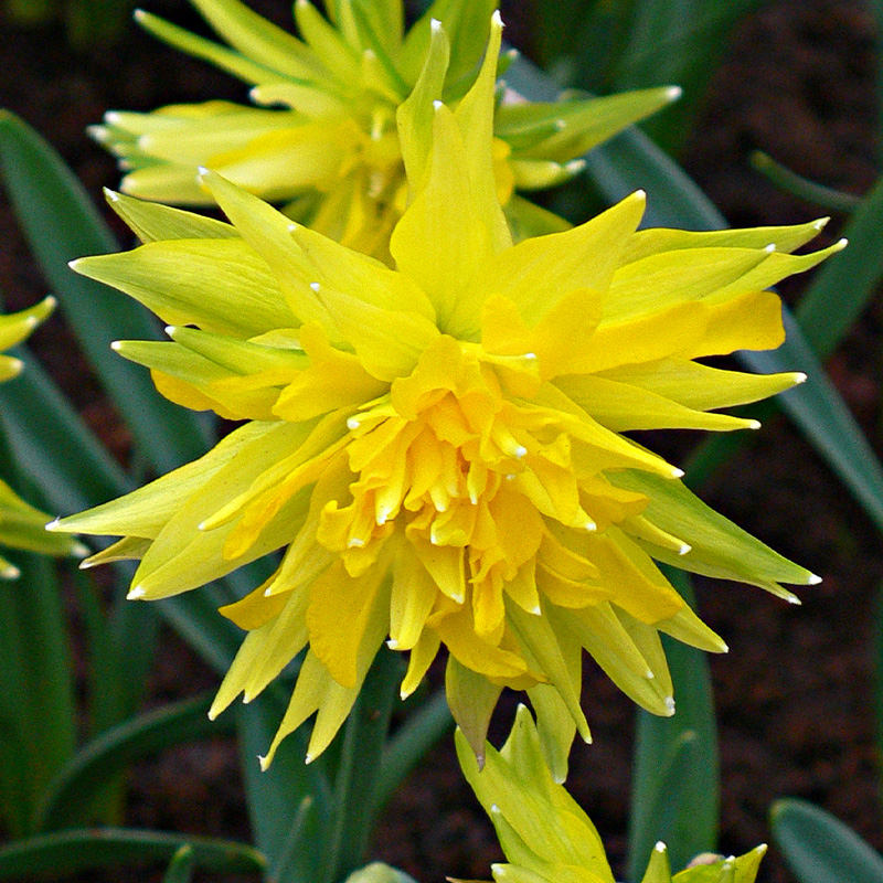 Narcis Rip van Winkle