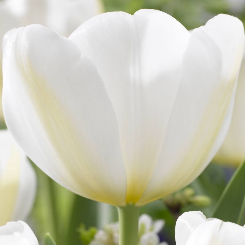 Tulp Angel's Wish