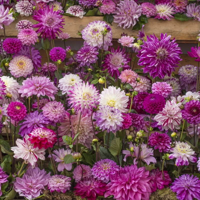 Dahlia Cerise Mix 