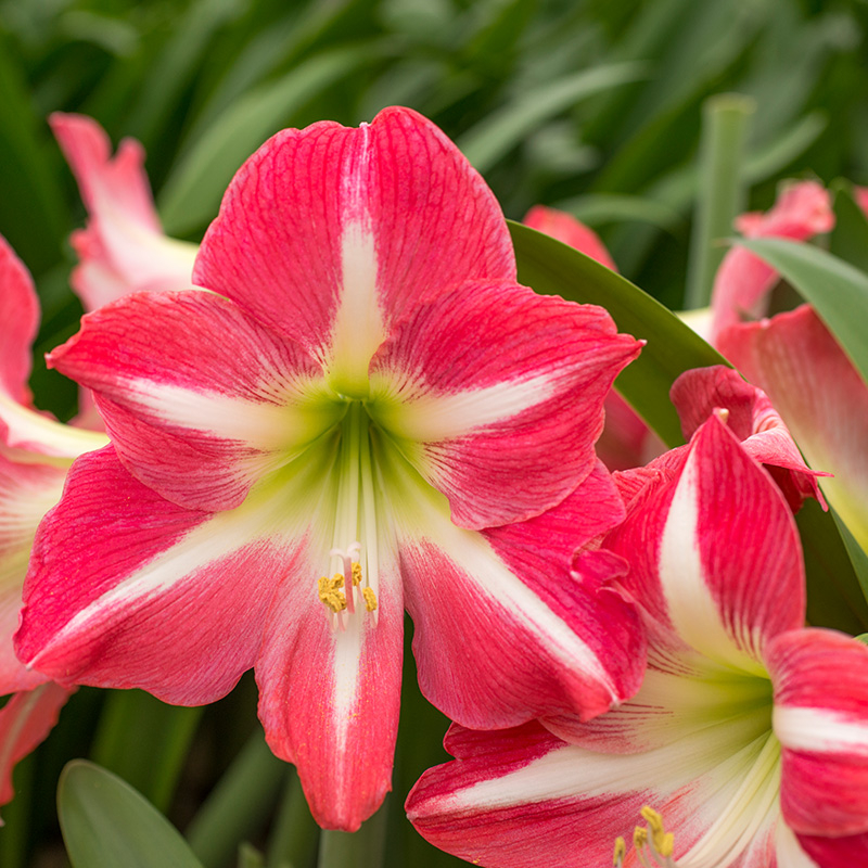 Amaryllis Exposure