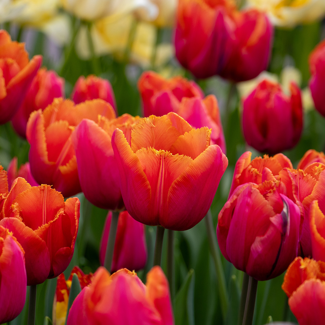 Tulp Louvre Orange Tulp Louvre Orange