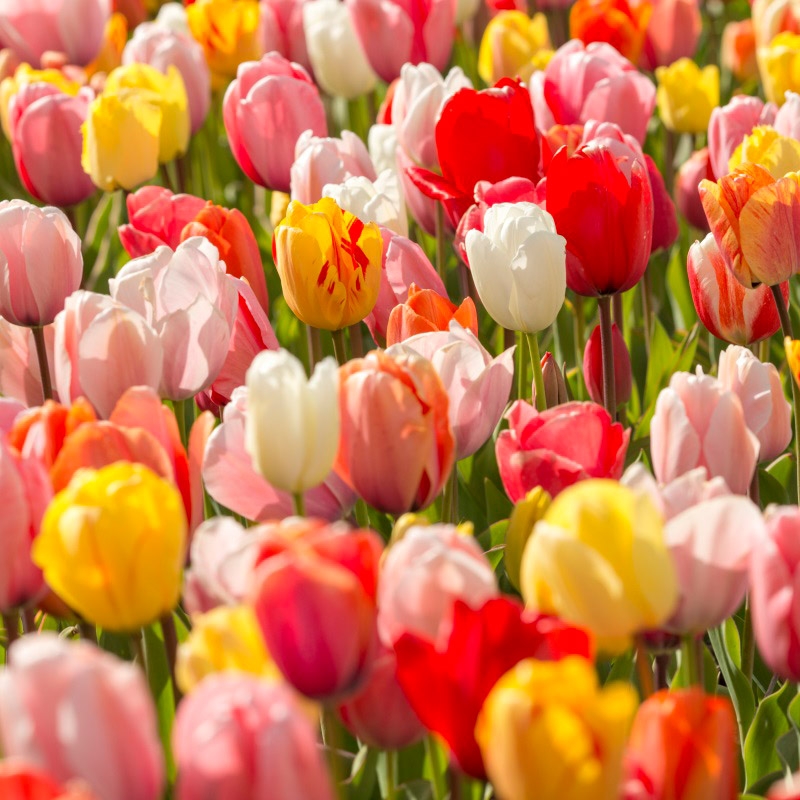 grootverpakking-tulipa-darwin-hybrid-mix Grootverpakking Tulp Darwin Hybrid Mix