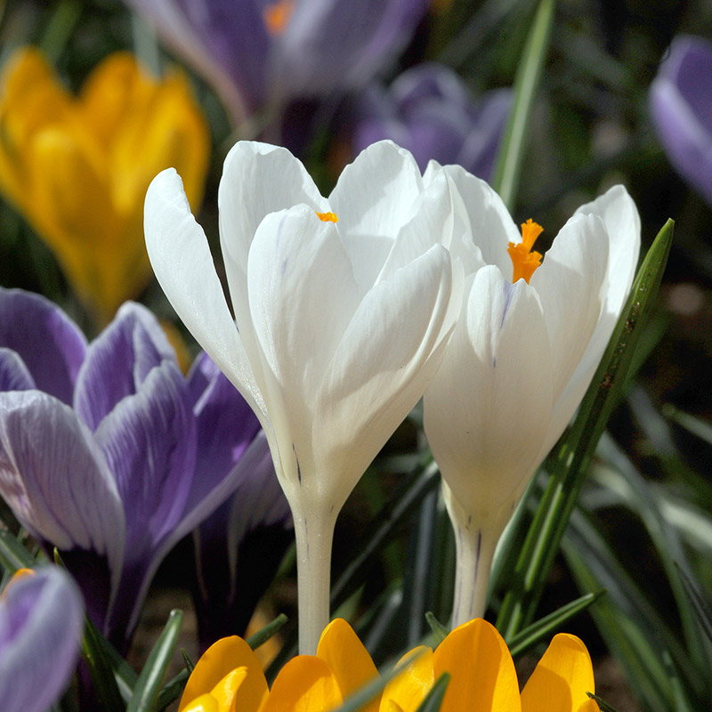 Krokus Jeanne d'Arc