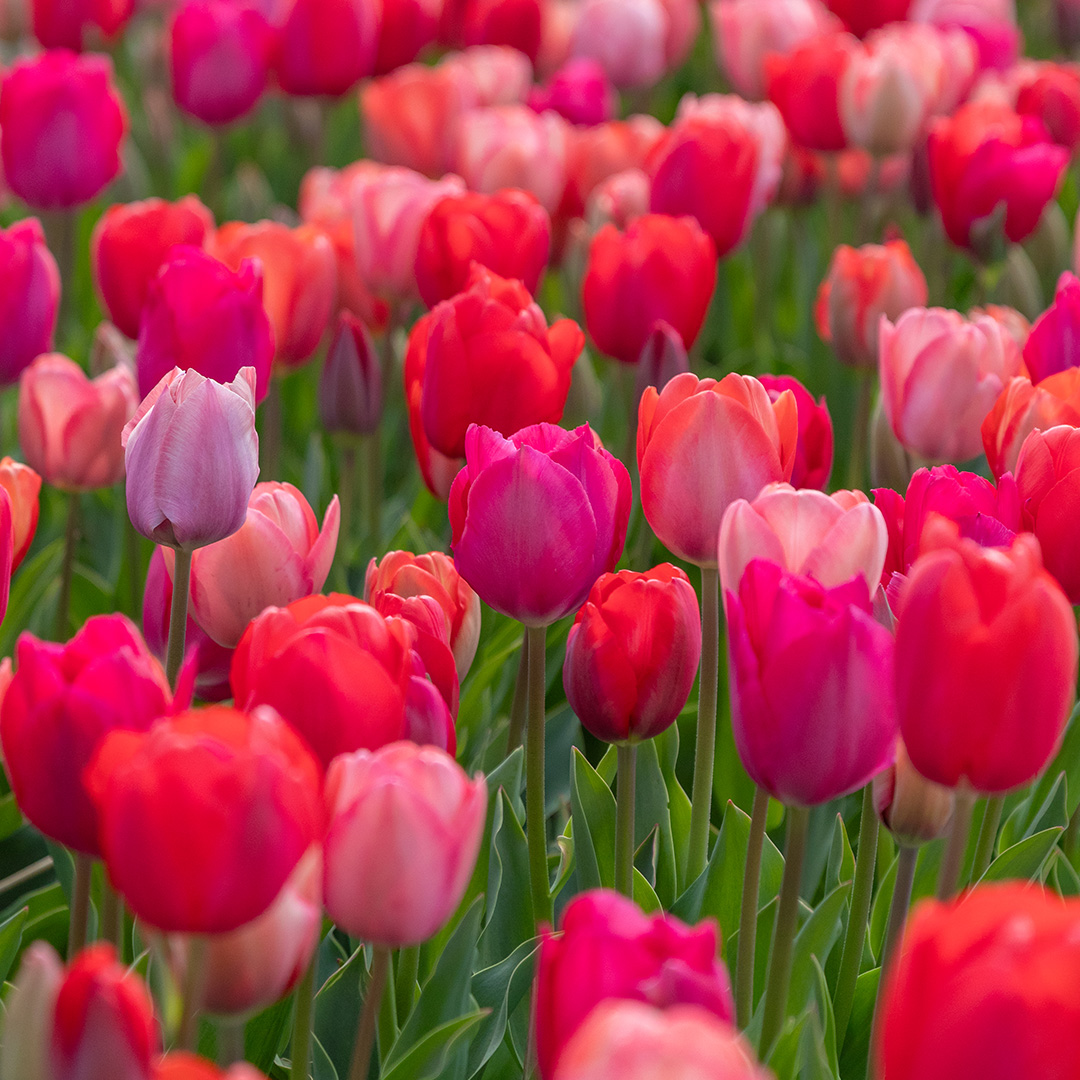 Tulpenmix "Van Eijk"