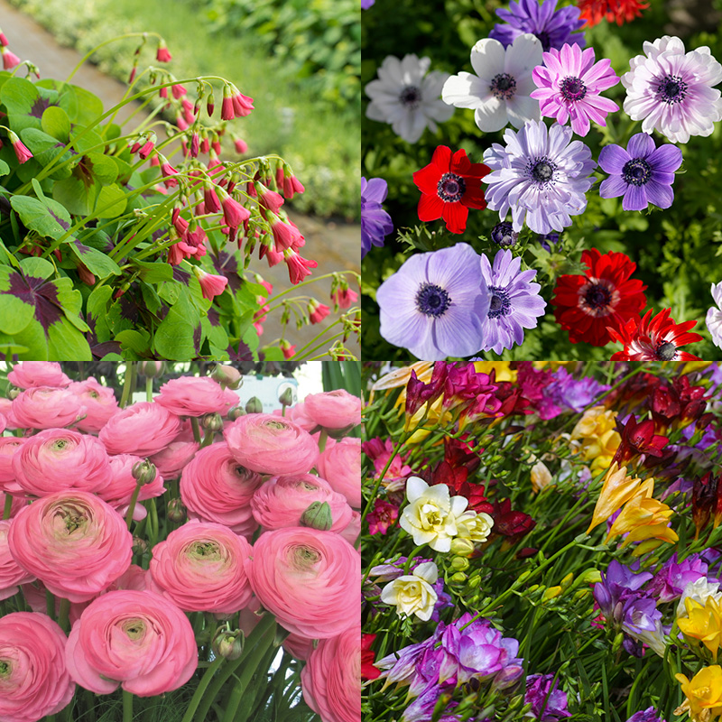 4405013-Bloembollen-Pakket-Vrolijk-gekleurdhaH0Fqs4HEuuA