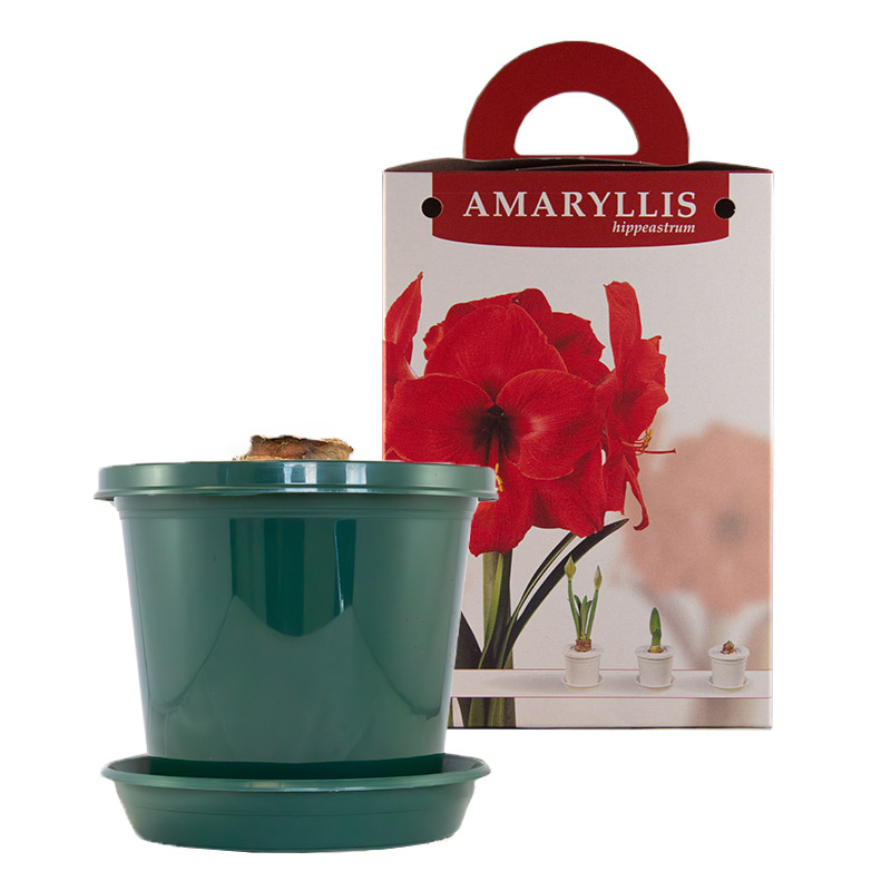 Amaryllis Red Lion op pot in geschenkdoos