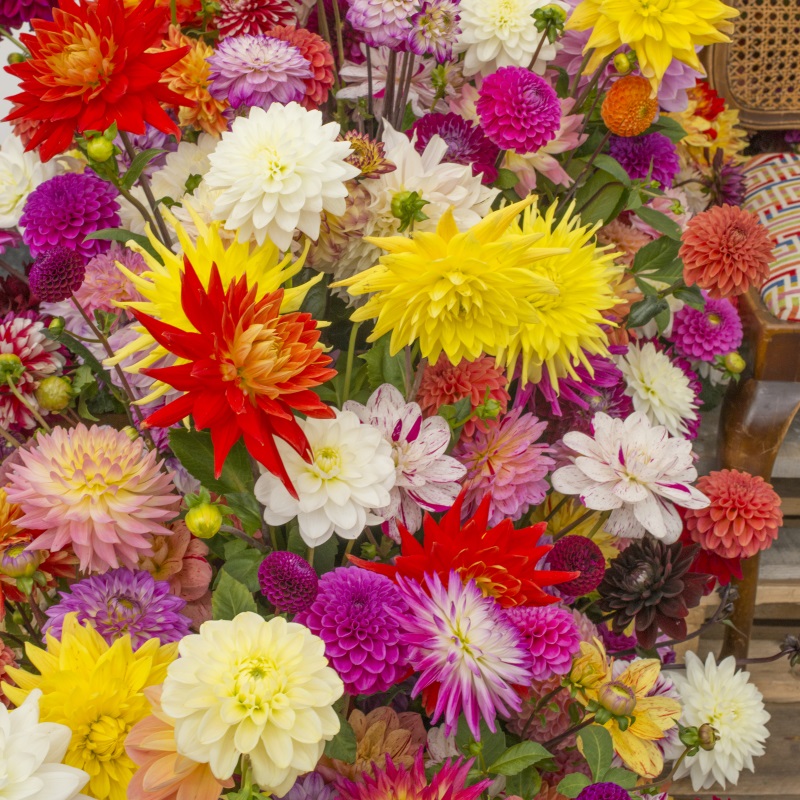Dahlia Surprise Mix