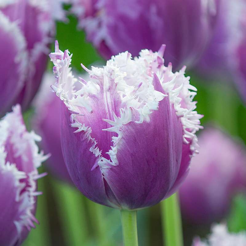 Tulp Cummins