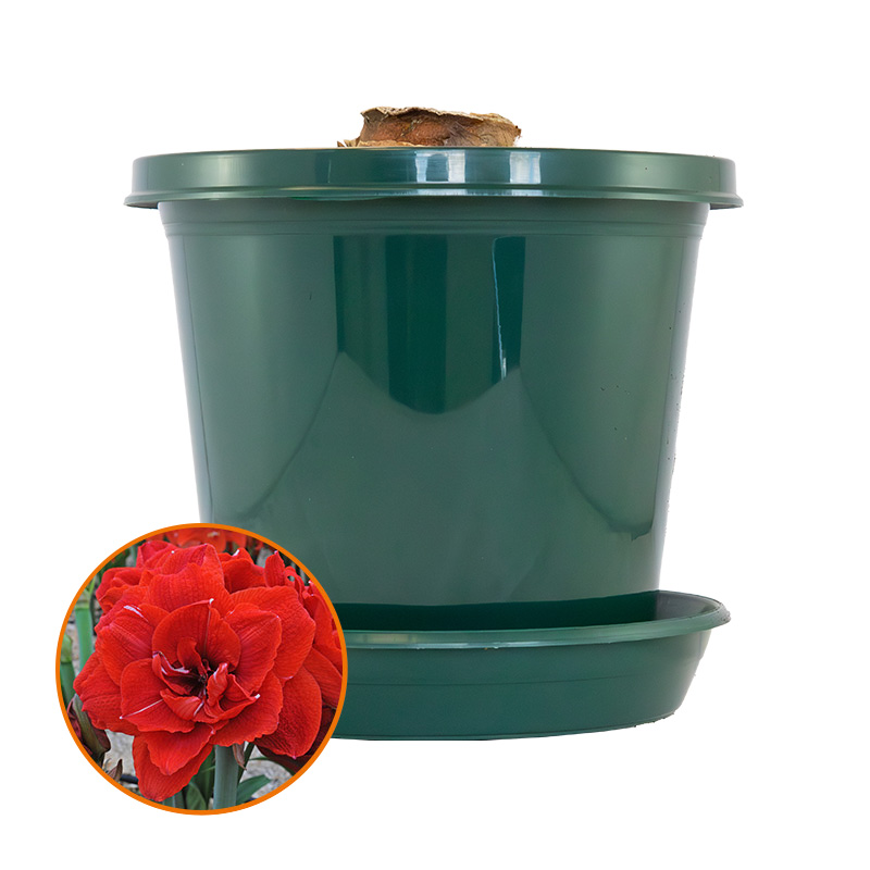 Amaryllis Cherry Nymph op pot in geschenkdoos