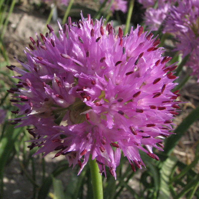Allium Rosy Dream