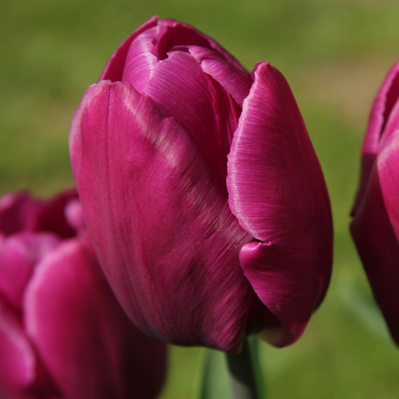 Tulp Purple Prince