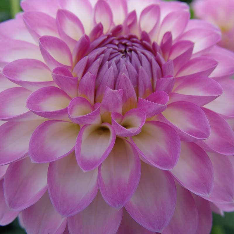grootverpakking-dahlia-arbatax