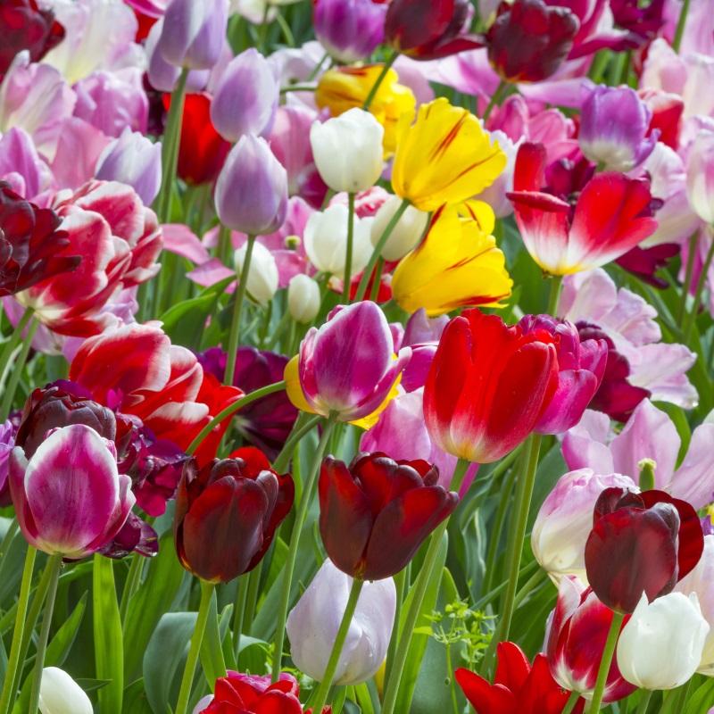 Tulp Triumph Mix