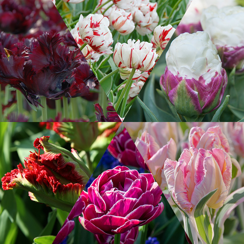 Bloembollenpakket Exclusieve Tulpen