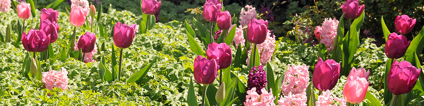 De perfecte combinatie tussen bloembollen en vaste planten
