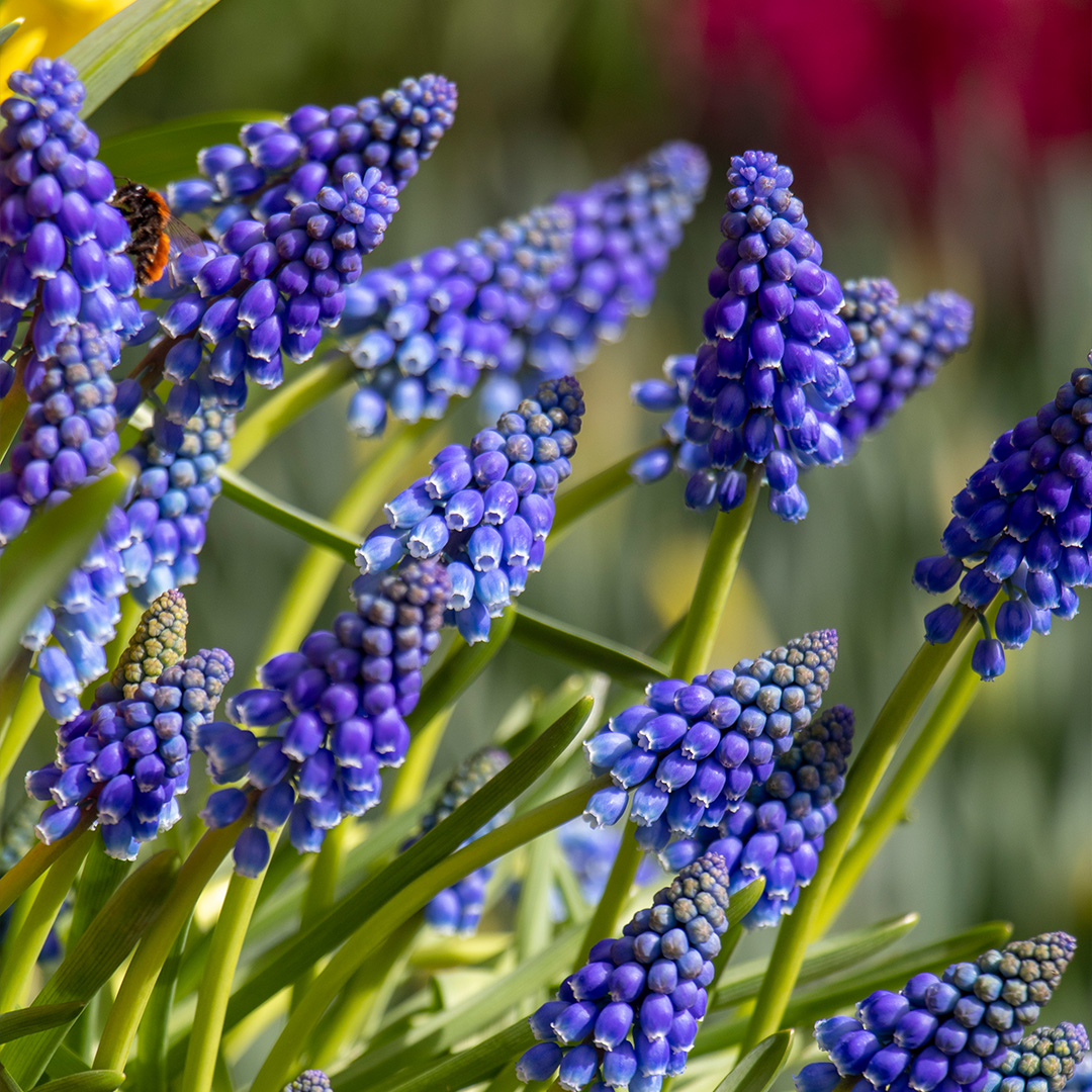 Blauw druifje armeniacum (muscari)