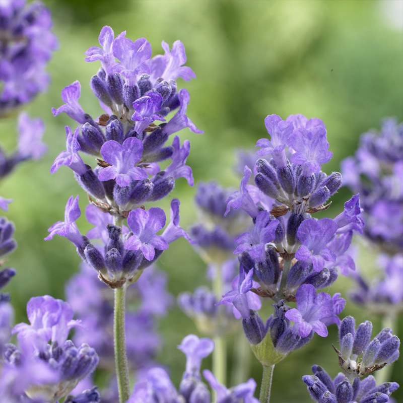 lavendula-angustifolia-munstead-2
