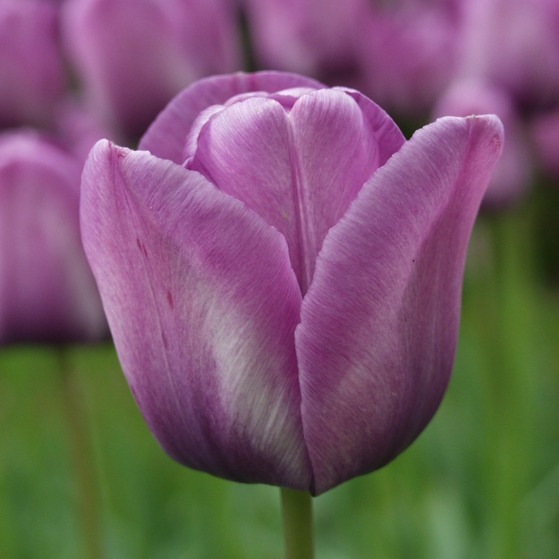 2080 Tulp Bleu Aimable