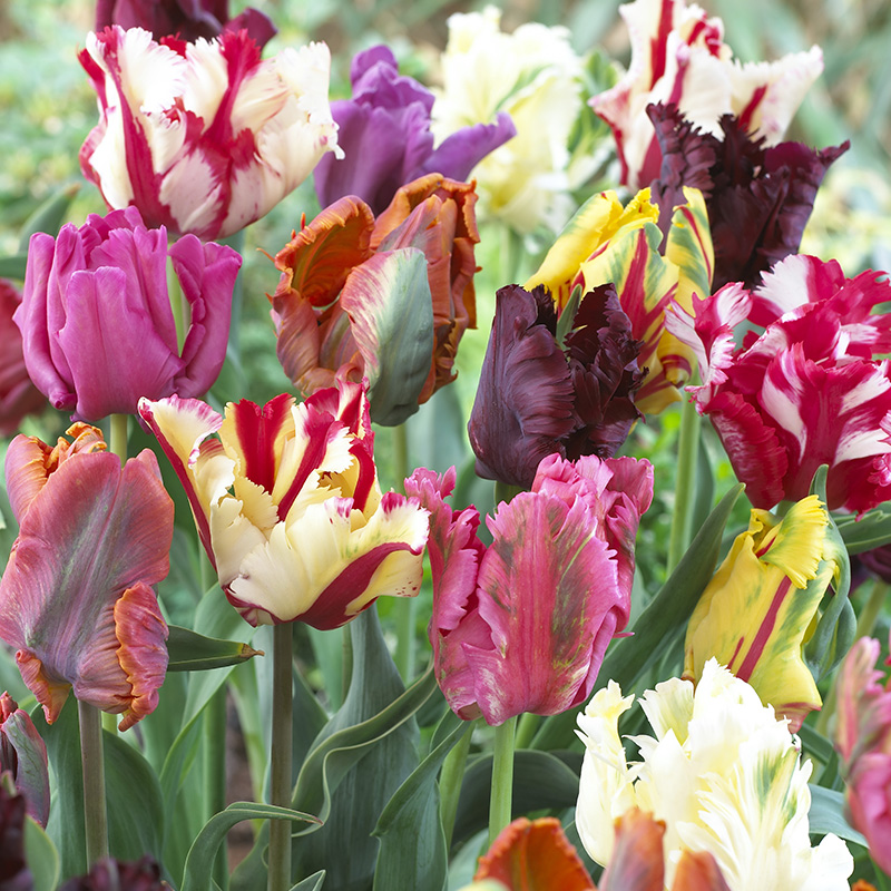 Bloembollenpakket Parkiet Tulpen